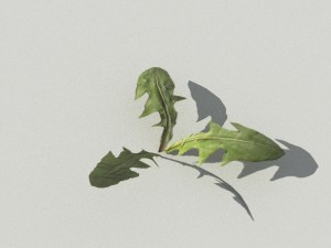 dandelioncollection 01 - r-asset 3Dモデル