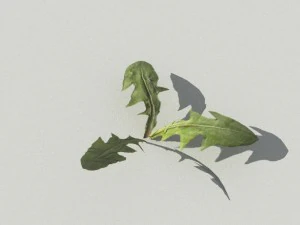dandelioncollection 01 - r-asset 3D Model