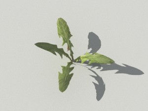 dandelioncollection 01 - r-asset 3Dモデル
