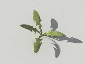 dandelioncollection 01 - r-asset 3D Model