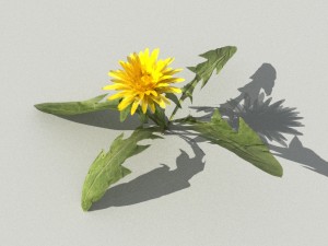 dandelioncollection 01 - r-asset 3Dモデル