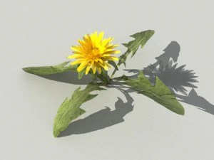 dandelioncollection 01 - r-asset 3D Model