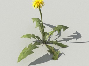 dandelioncollection 01 - r-asset 3Dモデル