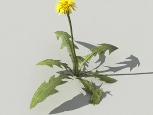 dandelioncollection 01 - r-asset 3D Model