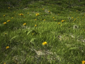 dandelioncollection 01 - r-asset 3Dモデル