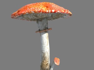 mushrooms collection toadstool r-asset Modelo 3D