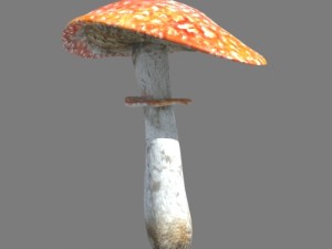 mushrooms collection toadstool r-asset Modelo 3D