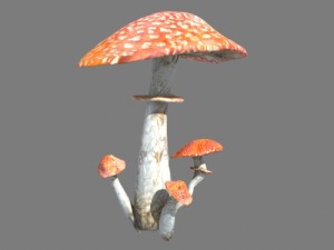 mushrooms collection toadstool r-asset Modelo 3D