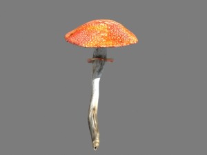 mushrooms collection toadstool r-asset Modelo 3D