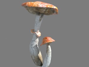mushrooms collection toadstool r-asset Modelo 3D
