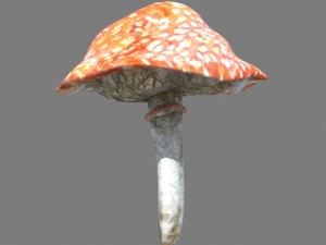 mushrooms collection toadstool r-asset Modelo 3D