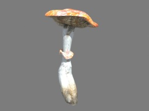 mushrooms collection toadstool r-asset Modelo 3D