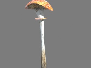 mushrooms collection toadstool r-asset Modelo 3D