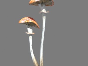 mushrooms collection toadstool r-asset Modelo 3D