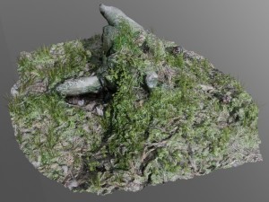 3d scanned tree stump 02 3D Model