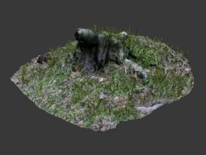 3d scanned tree stump 02 3D Model