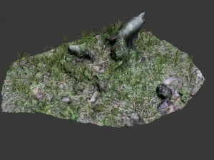 3d scanned tree stump 02 3D Model