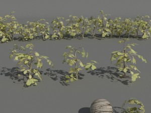 hedge plants collection 3Dモデル