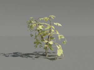 hedge plants collection 3D Model