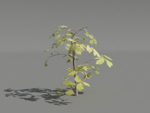 hedge plants collection Modelo 3D