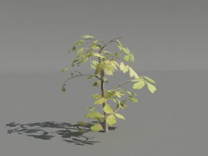 hedge plants collection 3D Model