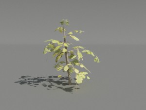 hedge plants collection Modelo 3D