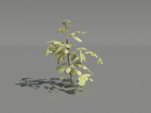 hedge plants collection 3D Model
