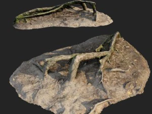 Natur Waldwurzeln 001 3D Modell