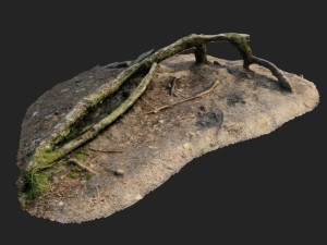 nature forest roots 001 Modello 3D