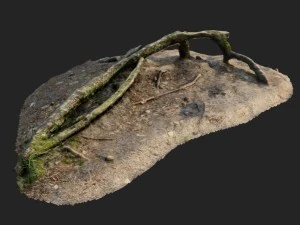 nature forest roots 001 3D Model