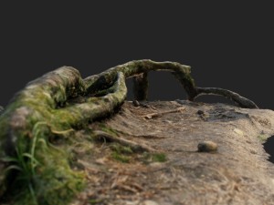 nature forest roots 001 Modello 3D