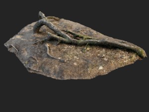 nature forest roots 001 Modello 3D