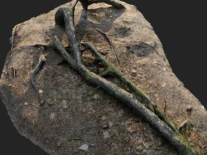 nature forest roots 001 3D Model