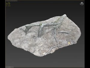 nature forest roots 001 3D Model