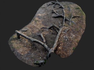 nature forest roots 002 3D Model