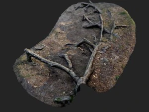 自然の森の根002 3Dモデル