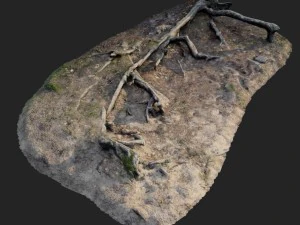 nature forest roots 002 3D Model