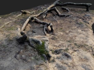 nature forest roots 002 3D 모델