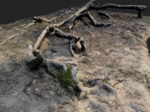 nature forest roots 002 3D Model