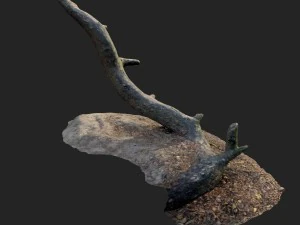 nature forest roots 004 3D Model