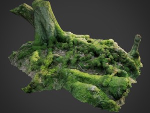 3d scanned nature forest roots 005 Model 3D