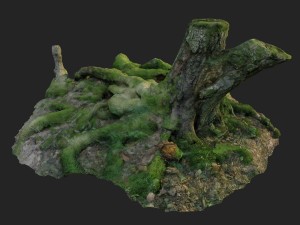 3d scanned nature forest roots 005 3D 模型