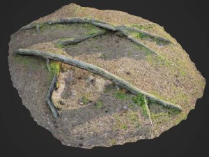 3D-gescande natuur boswortels 006 3D Model