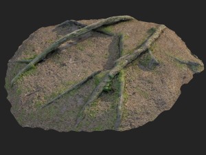 3d scanned nature forest roots 006 3D 모델
