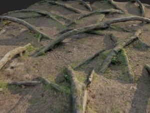 3d scanned nature forest roots 006 3D 모델