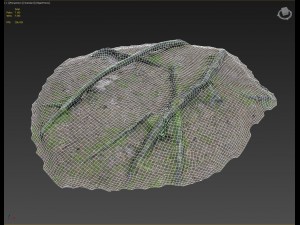 3d scanned nature forest roots 006 3D 모델