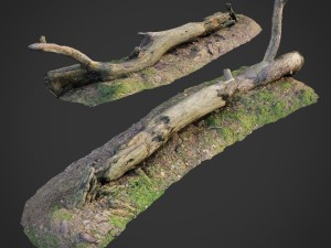3d scanned nature forest roots 007 3D Model