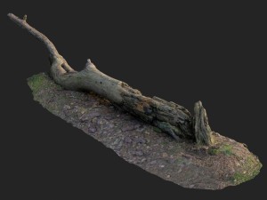 3d scanned nature forest roots 007 3D Model