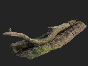 3d scanned nature forest roots 007 3D Model