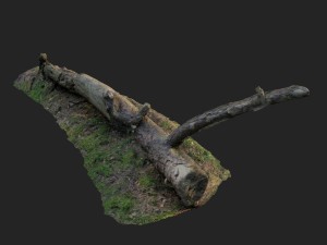 3d scanned nature forest roots 007 3D Model